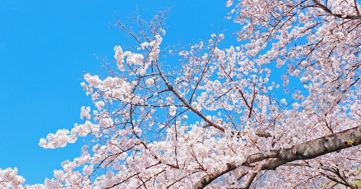 Cherry blossoms in a Japanese park under a blue sky – a daytime date spot with a rental girlfriend